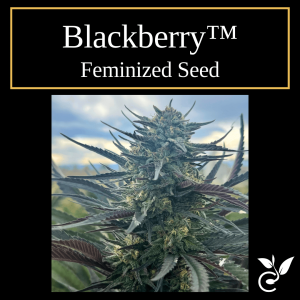Blackberry™ – Feminized CBD Seeds