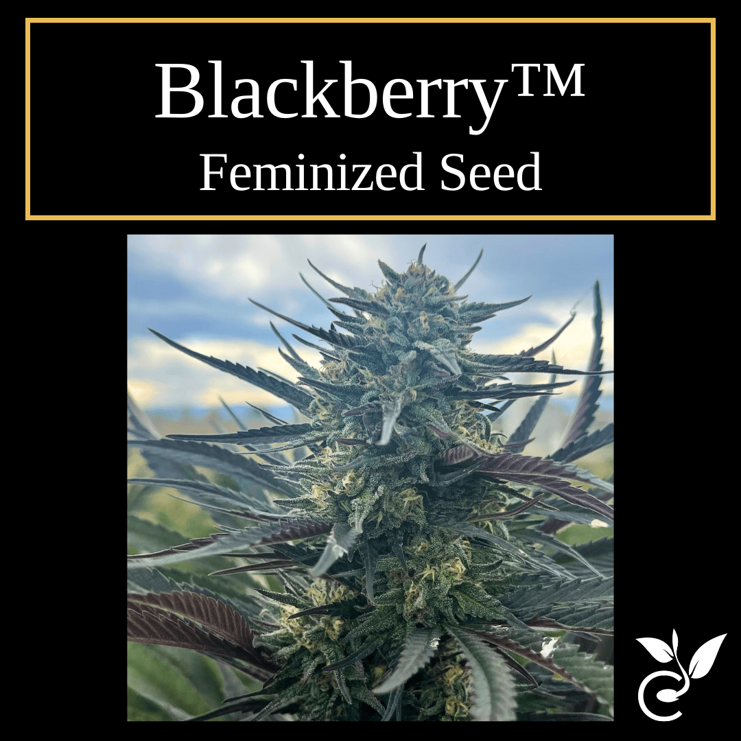 Blackberry™ – Feminized CBD Seeds