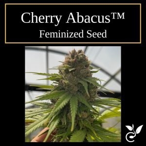 Cherry Abacus™ – Feminized CBD Seeds