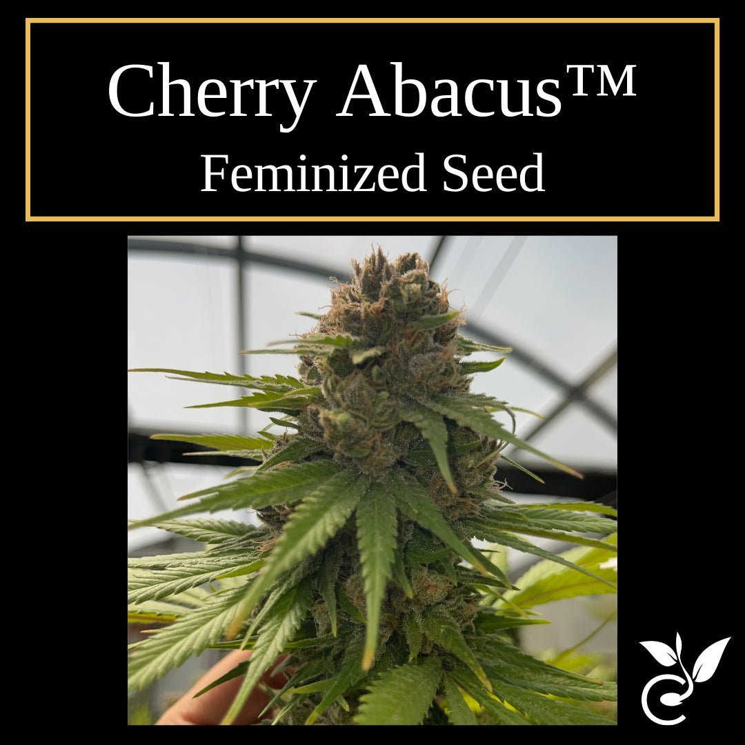 Cherry Abacus™ – Feminized CBD Seeds