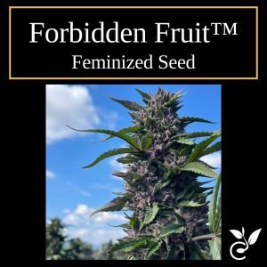 Forbidden Fruit™ – Feminized CBD Seeds