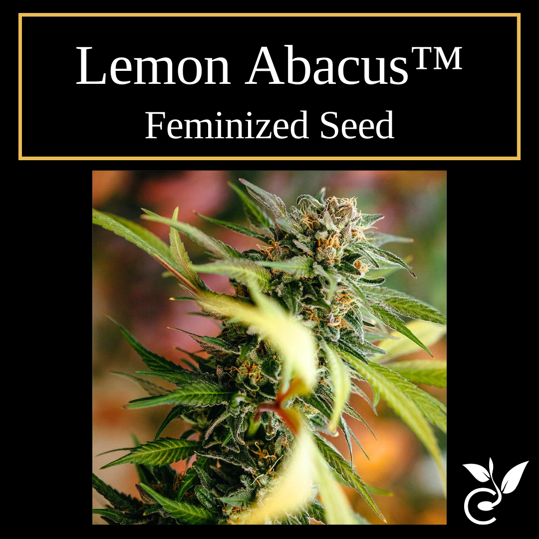 Lemon Abacus™ – Feminized CBD Seeds