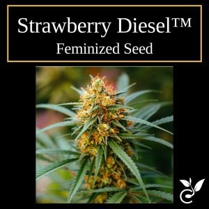Strawberry Diesel™ – Feminized CBD Seeds