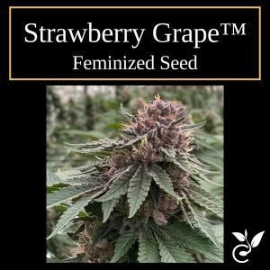 Strawberry Grape™ – Feminized CBD Seeds