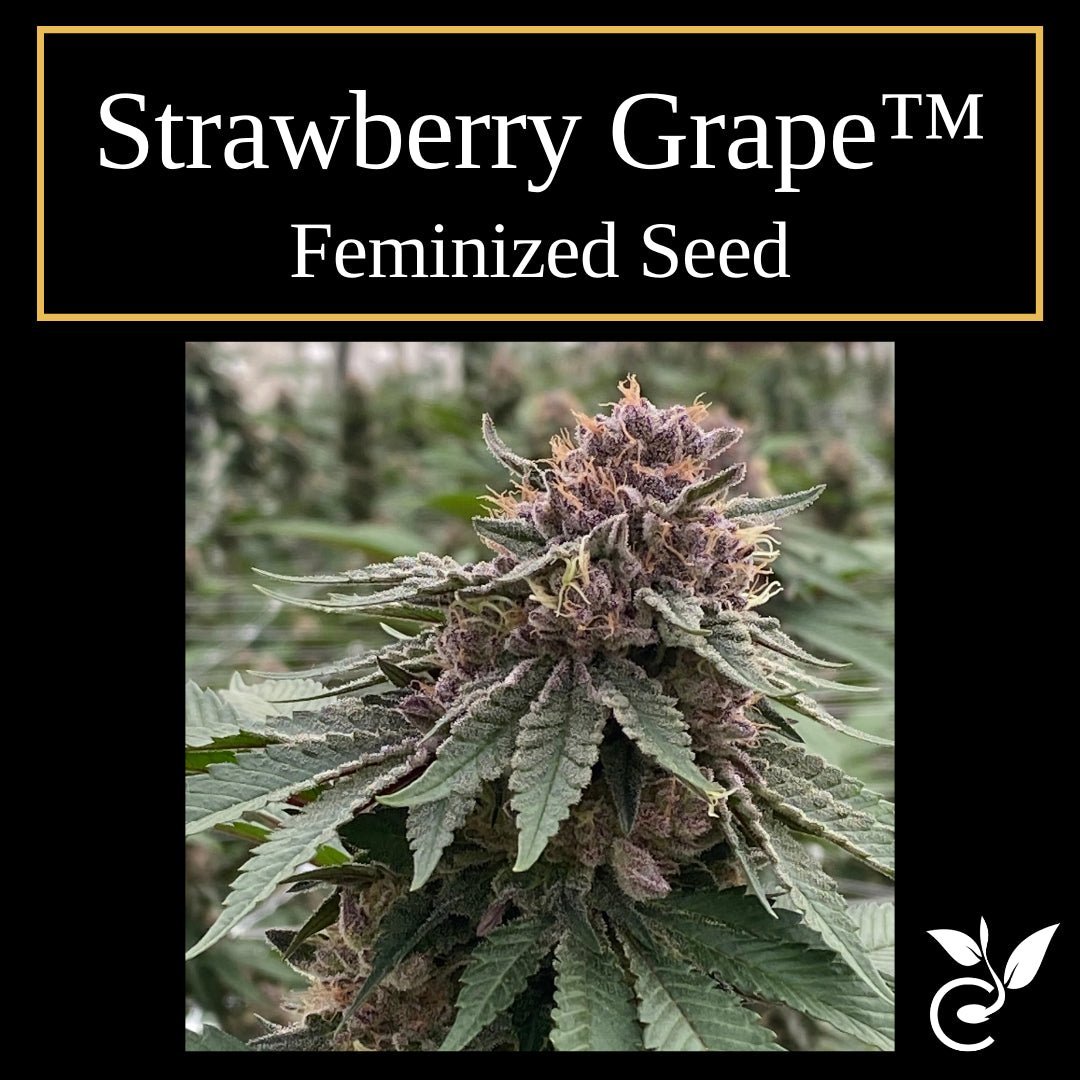 Strawberry Grape™ – Feminized CBD Seeds