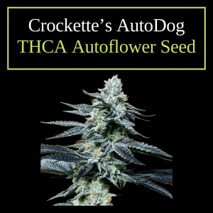 Crockett's Auto Dog – Feminized THCA Autoflower Seeds