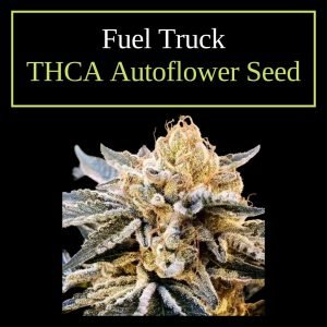 Fuel Truck – Feminized THCA Autoflower Seeds
