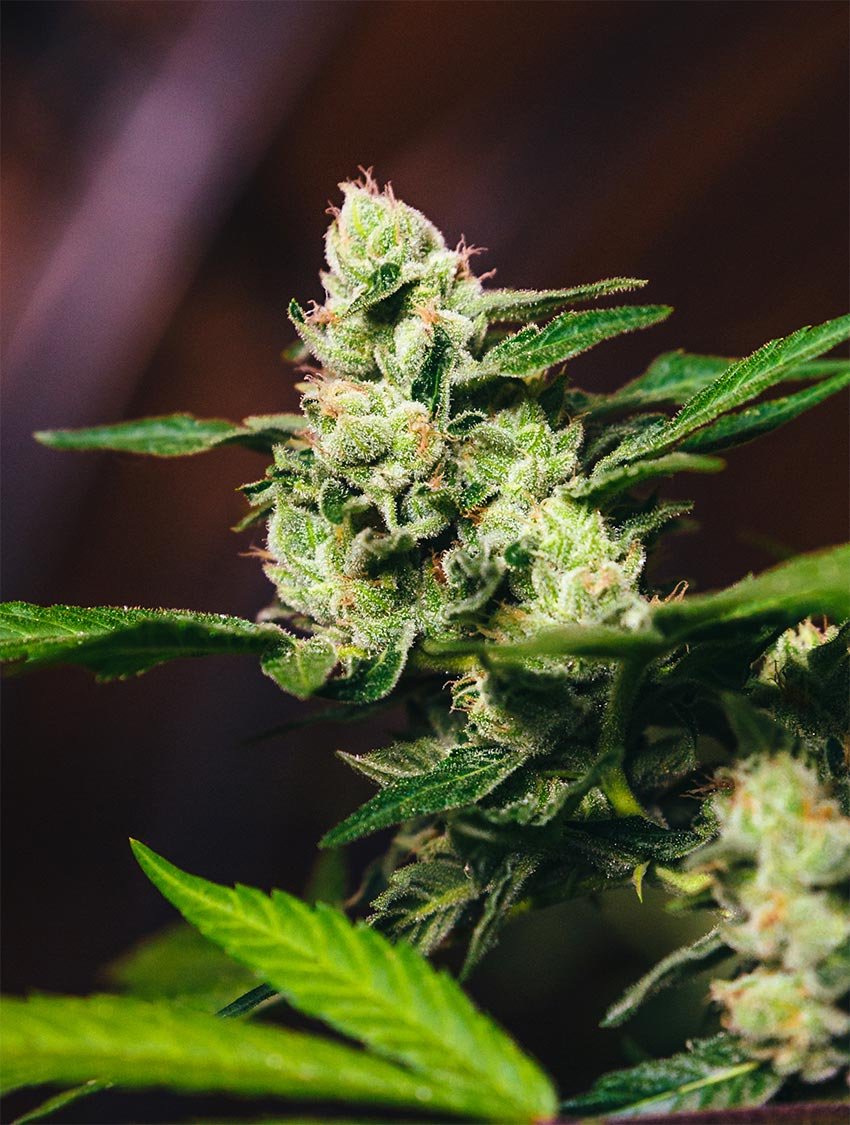 CBD Flower - SpecDiesel - Image 5