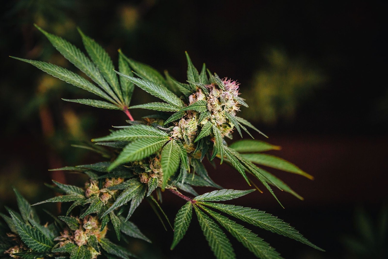 CBD Flower - Inzane Abacus - Image 5