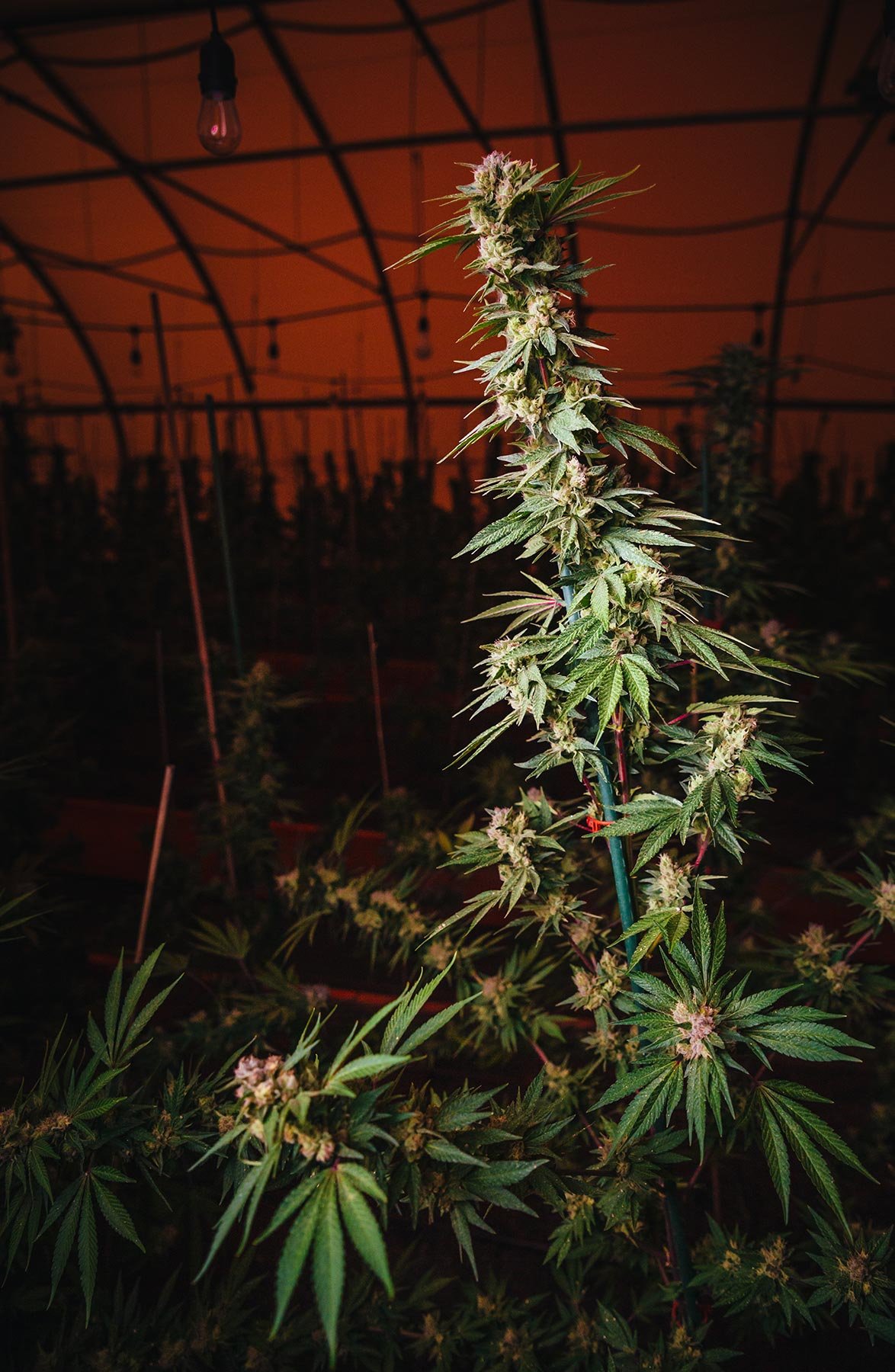 CBD Flower - Inzane Abacus - Image 6