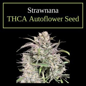 Strawnana – Feminized THCA Autoflower Seeds