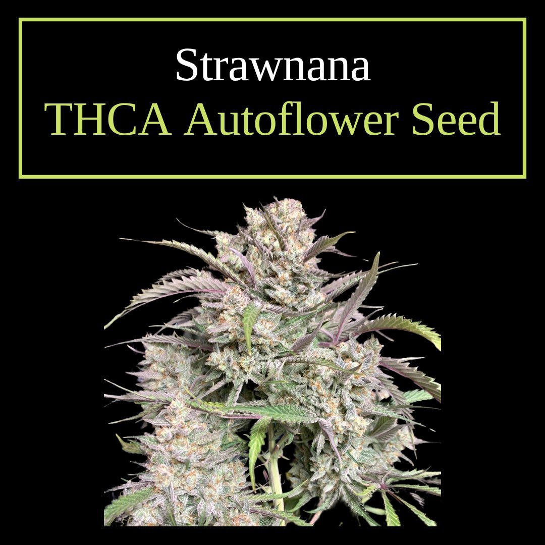 Strawnana – Feminized THCA Autoflower Seeds